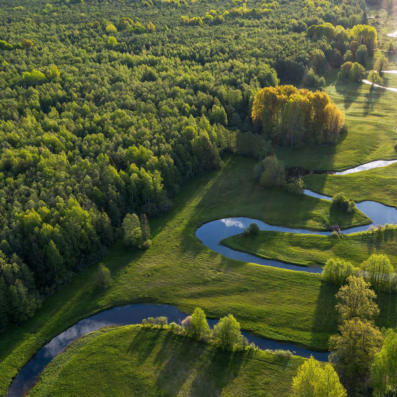 Forest in summer colors. Green deciduous trees and winding blue river in sunset. Mulgi meadow, Estonia, Europe